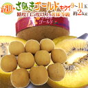 ”香川県 さぬきゴールド” 最高等級「黄様」 超大玉4L以上 9~11玉 約2kg【予約 10月下旬以降】 送料無料