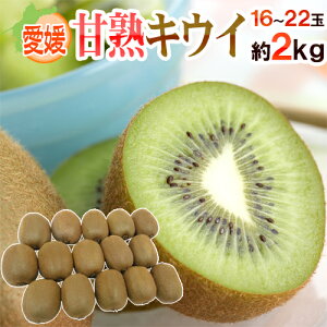 愛媛県 ”甘熟キウイ” 秀品 16〜22玉前後 約2kg【予約 12月末以降】 送料無料