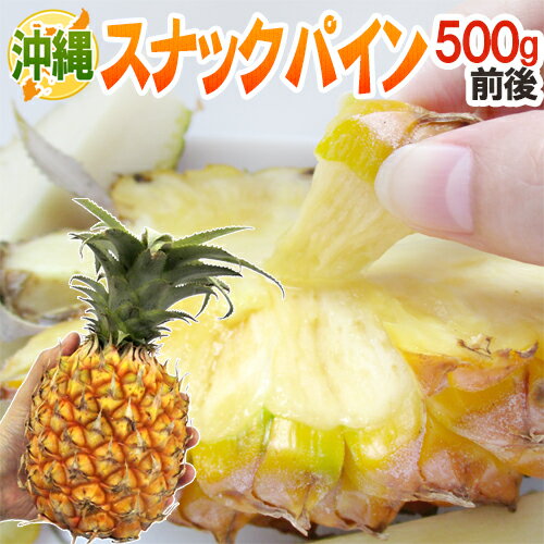 沖縄産 ”スナックパイン” 1玉 約500g前後《3玉購入で送料無料！6玉購入で600〜800gにサイズアップ！》【予約 3月下旬…