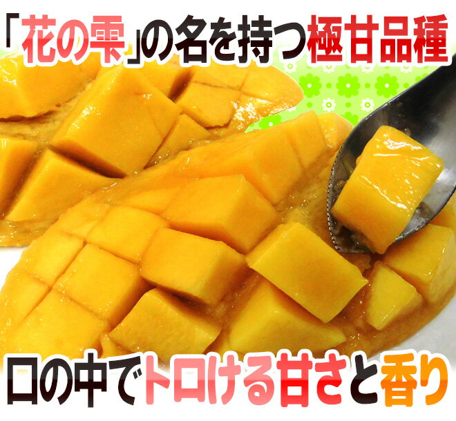 【送料無料】タイ産”ナンドクマイマンゴー”6〜8玉約2kg前後航空便ゴールデンマンゴー【予約3月中旬以降】