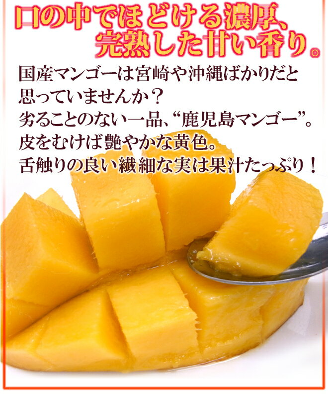 鹿児島産 ”完熟マンゴー” 秀品 特大3L 約450g以上 パック入り【予約 5月中下旬以降】