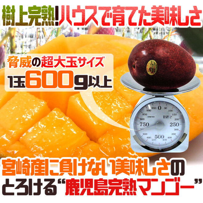鹿児島産 ”完熟マンゴー” 秀品 超特大4L 2玉 約1.2kg以上 化粧箱【予約 5月中下旬以降】 送料無料