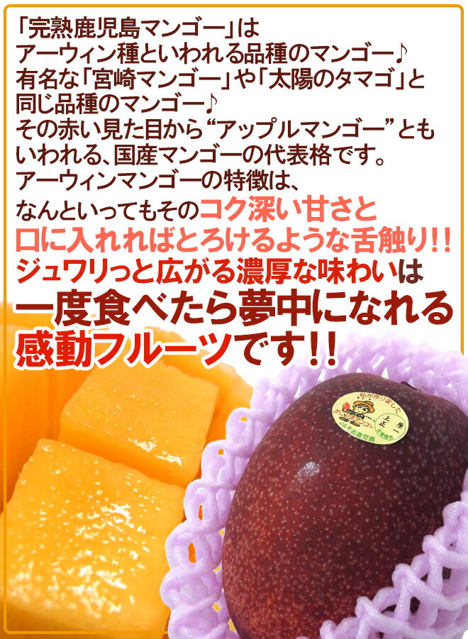 鹿児島産 ”完熟マンゴー” 秀品 超特大4L 2玉 約1.2kg以上 化粧箱【予約 5月中下旬以降】 送料無料