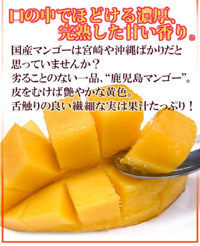 鹿児島産 ”完熟マンゴー” 秀品 超特大4L 約510g以上 パック入り【予約 5月中下旬以降】