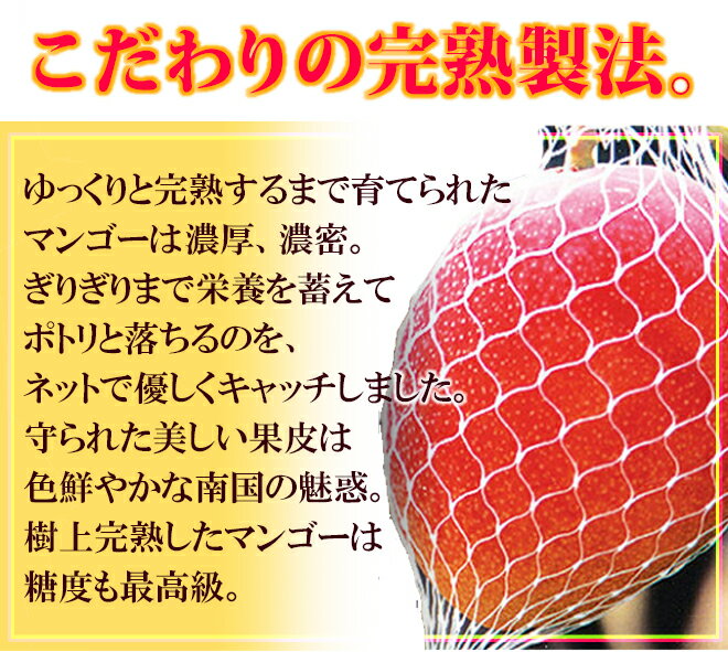 鹿児島産 ”完熟マンゴー” 秀品 超特大4L 約510g以上 パック入り【予約 5月中下旬以降】