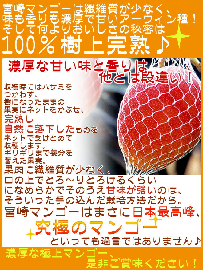 ”宮崎完熟マンゴー” 秀品 2Lサイズ 350g〜459g パック入り 宮崎マンゴー【予約 3月下旬以降】