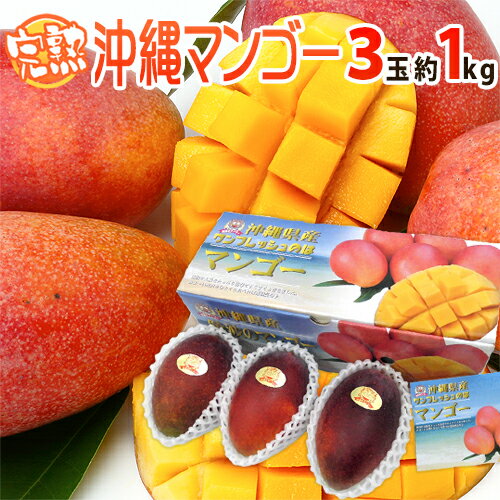 沖縄産 ”完熟マンゴー” 秀品 3玉 約1kg 化粧箱 沖縄マンゴー【予約 7月以降】 送料無料