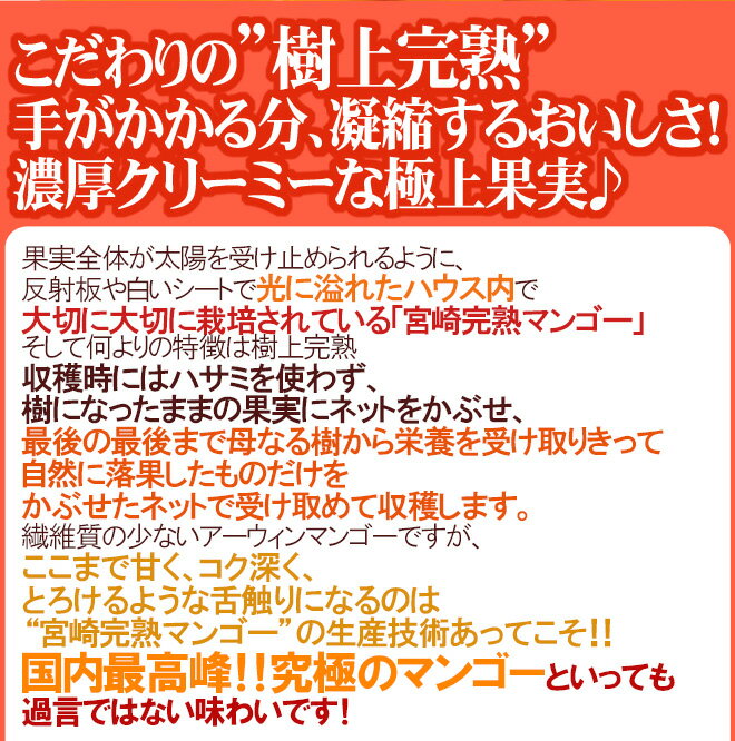 宮崎マンゴー ”太陽のタマゴ” 大玉 2Lサイズ 2玉 宮崎完熟マンゴー【予約 5月下旬以降】 送料無料