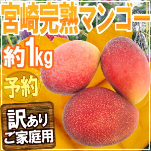 【早期発送】宮崎産 ”完熟マンゴー” 訳あり 2〜4玉 約1kg【予約 5月以降】