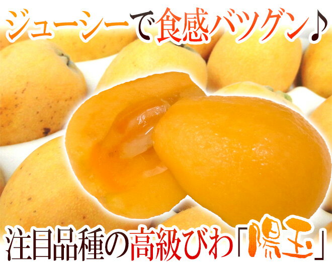 香川県 ”陽玉びわ（ヨウギョク）” 訳あり 約250g×4pc（計約1kg） 大きさおまかせ 枇杷【予約 5月下旬以降】 送料無料