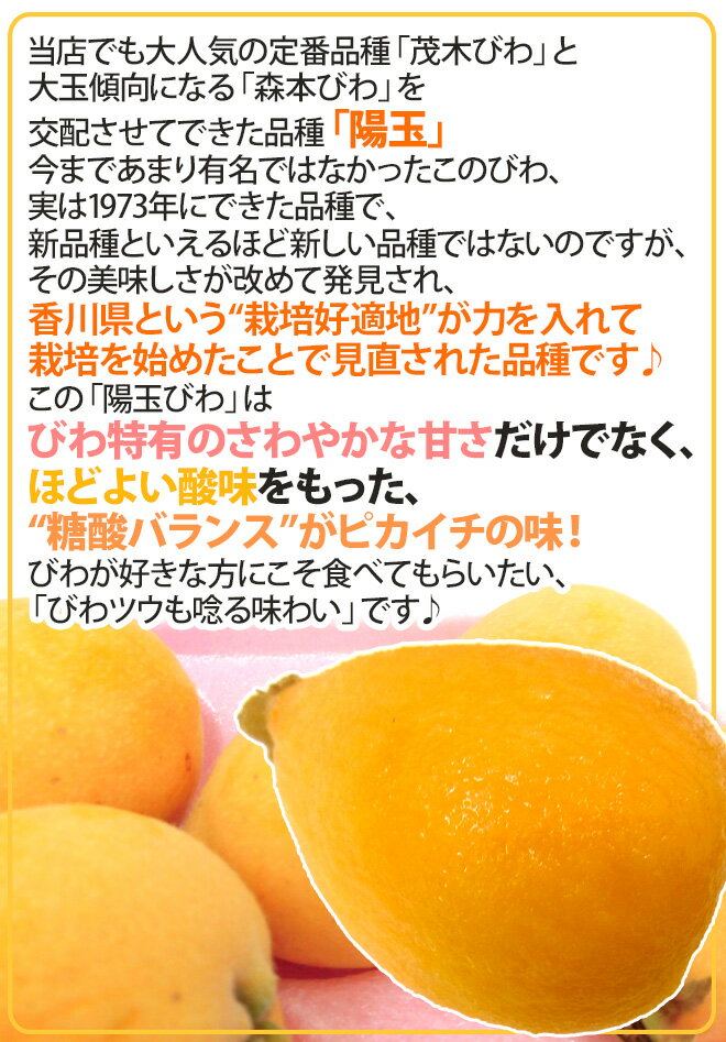 香川県 ”陽玉びわ（ヨウギョク）” 訳あり 約250g×4pc（計約1kg） 大きさおまかせ 枇杷【予約 5月下旬以降】 送料無料