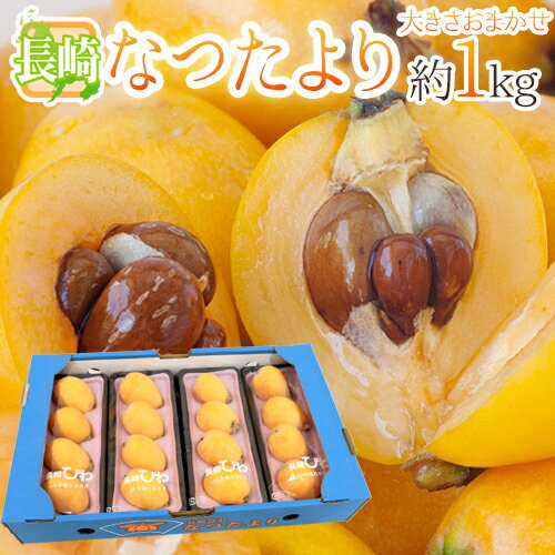 長崎県 ”なつたよりびわ” 秀品 約250g 4pc 計約1kg 大きさおまかせ 枇杷【予約 5月上旬以降】 送料無料