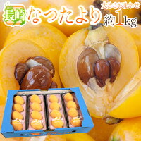 長崎県 ”なつたよりびわ” 秀品 約250g×4pc（計約1kg） 大きさおまかせ 枇杷【予約 ...