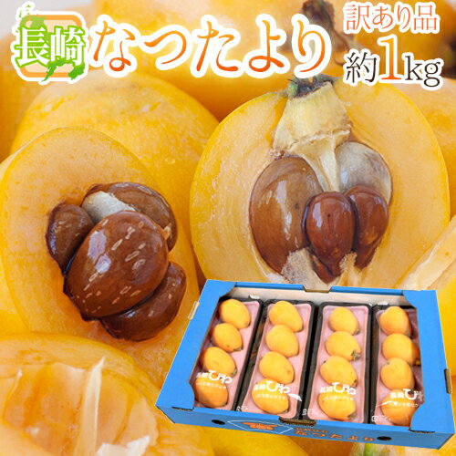 長崎県 ”なつたよりびわ” 訳あり 約250g 4pc 計約1kg 大きさおまかせ 枇杷【予約 5月上旬以降】 送料無料