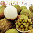 ”生グリーンライチ 玉荷苞(ぎょっかほう)” 約1kg 台湾産 レイシ 茘枝 玉荷包【予約 5月末以降】