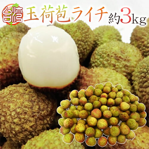 ”生グリーンライチ 玉荷苞（ぎょっかほう）” 約3kg 台湾産 レイシ 茘枝 玉荷包 送料無料