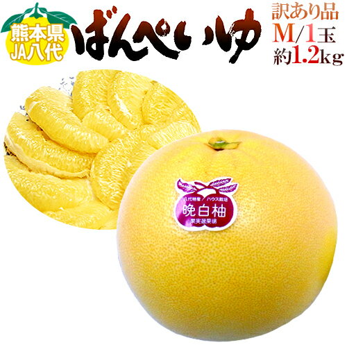 ”熊本県八代特産 晩白柚” ばんぺいゆ ちょっと訳あり Mサイズ 1玉 約1.2kg前後【予約 12月以降】のサムネイル