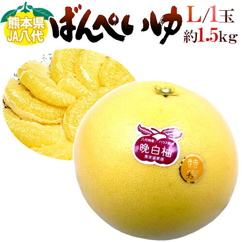 熊本県八代特産 ”晩白柚” ばんぺいゆ 秀品 Lサイズ 約1.5〜1.8kg【予約 12月以降】のサムネイル