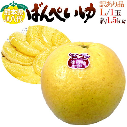 ”熊本県八代特産 晩白柚” ばんぺいゆ ちょっと訳あり Lサイズ 1玉 約1.5〜1.8kg【予約 12月以降】