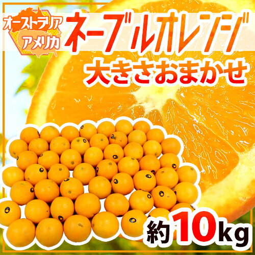 ”ネーブルオレンジ” 約10kg 大きさおまかせ アメリカ・オーストラリア産【予約 入荷次第発送】 送料無料