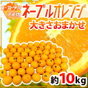 ”ネーブルオレンジ” 約10kg 大きさおまかせ アメリカ オーストラリア産【予約 入荷次第発送】 送料無料