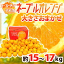 【送料無料】”ネーブルオレンジ” 約15〜17kg 大きさおまかせ アメリカ・オーストラリア産【予約 入荷次第発送】
