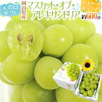 父の日ギフト ”マスカット・オブ・アレキサンドリア” 秀品 1房 約600g＋ひまわり生花1本【予約 6月9〜16日お届け予定】 送料無料