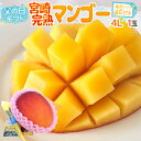 父の日ギフト ”宮崎完熟マンゴー” 秀品 特大玉4L 1玉+バラ造花1本【予約 6月8〜15日お届け予定】 送料無料