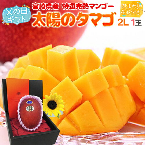 父の日ギフト ”太陽のタマゴ” 大玉2Lサイズ+ひまわり生花1本【予約 6月8〜15日お届け予定】 送料無料