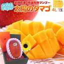 父の日ギフト ”太陽のタマゴ” 大玉4Lサイズ+ひまわり生花1本【予約 6月8〜15日お届け予定】 送料無料