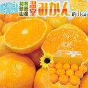 みかん 父の日ギフト ”有田 温室みかん” 秀品 12玉前後 約1kg＋ひまわり生花1本【予約 6月9〜16日お届け予定】 送料無料