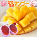 遅れてごめんね!母の日ギフト ”宮崎マンゴー” 超特大玉4L 2玉 カーネーション造花付き【予約 5月12日以降】
