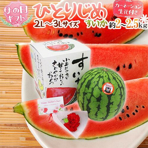 遅れてごめんね！母の日ギフト ”小玉すいか ひとりじめ” カーネーション生花付き 化粧箱 2L～3L 1玉 約2～2.5kg【予約 5月13日以降】 送料無料