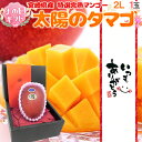 遅れてごめんね!母の日ギフト 宮崎マンゴー ”太陽のタマゴ” 大玉2L 化粧箱入り【予約 5月12日以降】