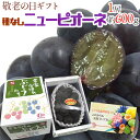 敬老の日ギフト 種なしぶどう ”ニューピオーネ” 約600g 1房 化粧箱 秀品 岡山産【予約 9月7~15日お届け予定】 送料無料