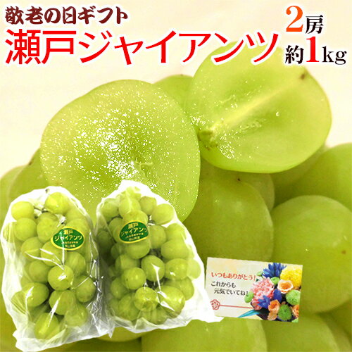 敬老の日ギフト 岡山産 ”瀬戸ジャイアンツ” 2房 約1kg【予約 9月10〜18日お届け予定】 送料無料のサムネイル