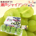 敬老の日ギフト 岡山産 ”瀬戸ジャイアンツ” 3~5房 約2kg 産地化粧箱【予約 9月7~15日お届け予定】 送料無料