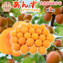 ”長野県 生あんず” 約1kg 大きさおまかせ アプリコット【予約 6月中下旬以降】 送料無料