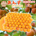 ”長野県 生あんず” 約3kg 大きさおまかせ アプリコット【予約 6月中下旬以降】 送料無料