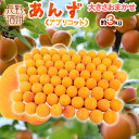 予約【2024年産】信州長野の生あんず2キロ地元店産地直送「優品」生あんず「送料無料」