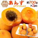 長野県 ”生あんず” 約700g×2pc(合計約1.4kg) アプリコット【予約 6月中下旬以降】 送料無料