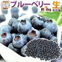 【冷凍】オーガニック 冷凍ブルーベリー1kg×3袋（野生種・ワイルドブルーベリー）有機JAS認証 ジャムやヨーグルトに【値下・お徳用】