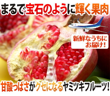 【送料無料】カリフォルニア、チリ産 ほか ”ザクロ” 6〜7玉前後 約2kg 航空便【予約 8月下旬以降】