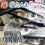 【送料無料】北海道産 ”塩さんま” 55〜65尾前後 約7.5kg サンマ 秋刀魚