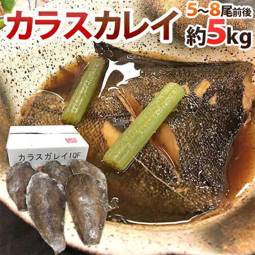 干物 越前ガレイ 越前がれい カレイ かれい 鰈 大サイズ×2尾 赤ガレイ 赤カレイ 赤鰈 美味しい お魚 グルメ 魚 おつまみ おかず 酒の肴 海鮮 お取り寄せグルメ 酒のつまみ 食べ物 贈り物 ごちそう ギフト 父の日ギフト