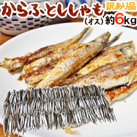 【送料無料】”カラフトししゃも（オス）” 約6kg 訳あり カラフトシシャモ/樺太ししゃも