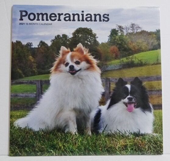 輸入2021年犬カレンダー『ポメラニアン』