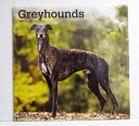 輸入2021年犬カレンダー「グレーハウンド」『GREY HOUNDS 2020』　月めくり形式で、上部に写真、下部に日付（メモ欄あり）のデザインです。　30cm×30cm。 2021年　1月?12月まで。未開封新品です。発送は定形外郵便380円を予定しています。