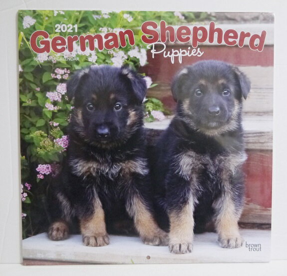 輸入2021年犬カレンダー「ジャーマンシェパード パピー」『German shepherd puppies&nbsp;2021』　月めくり形式で、上部に写真、下部に日付　（メモ欄あり）のデザインです。　30cm×30cm。 2021年　1月〜12月まで。未開封新品です。発送は定形外郵便380円を予定しています。