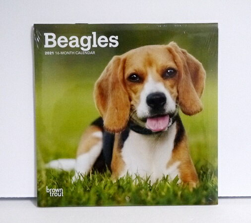 輸入2021年犬ミニカレンダー「ビーグル」『BEAGLES』月めくり形式で、上部に写真、下部に日付（メモ欄あり）のデザインです。18cm×18cm。 2021年　1月〜12月まで。未開封新品です。発送はゆうメール160円を予定しております。